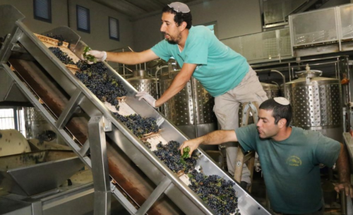 Jewish Israeli Winemakers | Gush Etzion | credit: Times of Israel