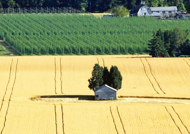 https://commons.wikimedia.org/wiki/File:Mount_Angel_OR_-_grain_field.jpg