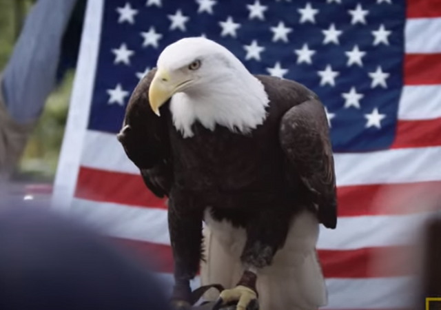 America! Bald Eagle Populations Are Now Soaring in 48 States